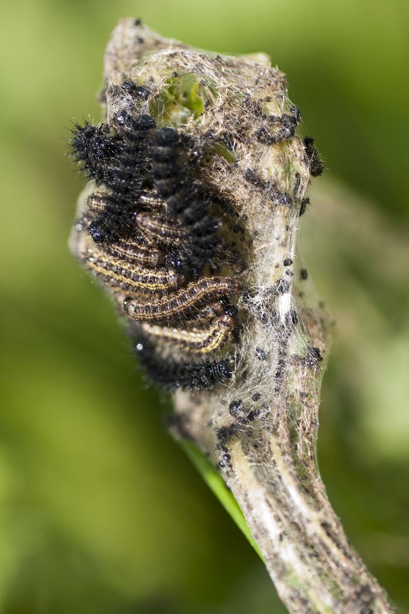 Bruchi nymphalidae su ortica